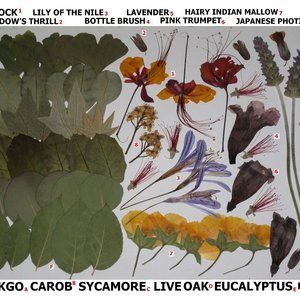 60 PCS Variety Pressed Flowers Leaves Leaf Peacock Mallow Lily Lavender Bottle B